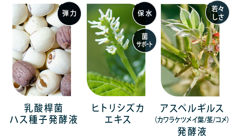 乳酸桿菌ハス種子発酵液 ヒトリシズカエキス アスペルギルス